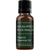 image:imageMystic Moments  Organic Eucalyptus Blue Mallee Essential Oil  10ml  Eucalyptus polybractea gives an intense fresh aroma for diffusers oil blends and fragrance formulations033 Fl Oz Pack of 1